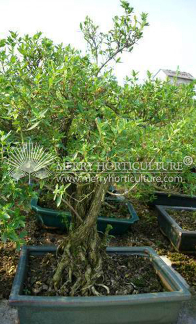 Myrtus bonsai 4